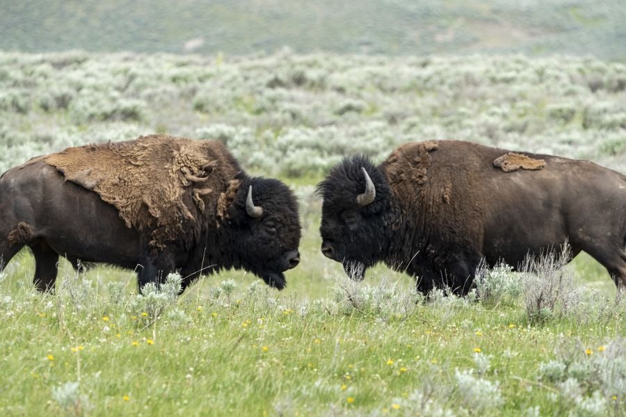 two bison facing each other