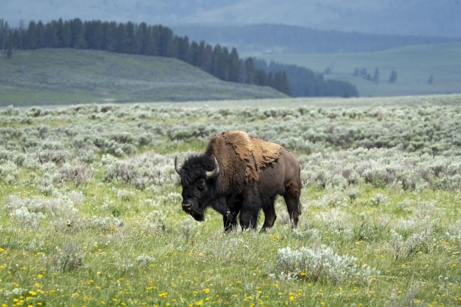 single bison in meadow