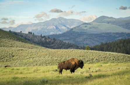 bison standing in a medow with mountains in the background