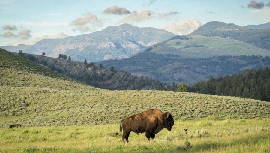 bison standing in a medow with mountains in the background