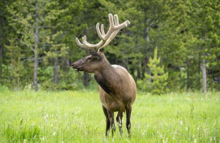 summer elk