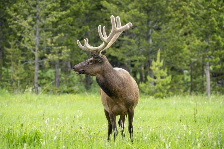 summer elk