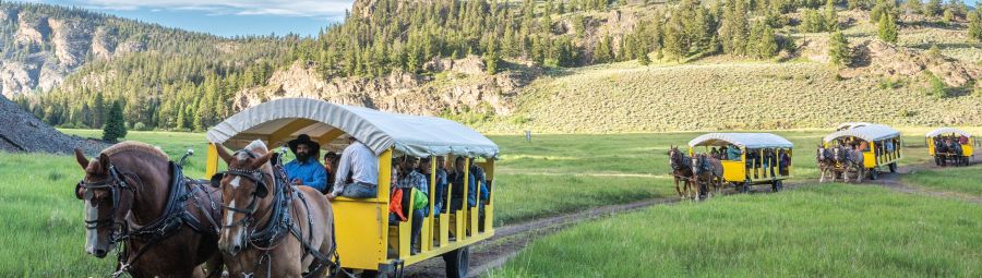 Wagons arriving at the Roosevelt Cookout