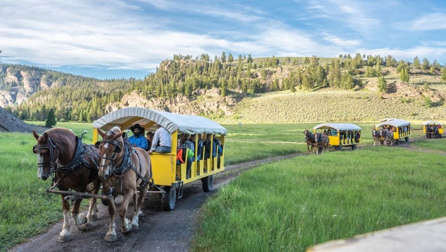 Wagons arriving at the Roosevelt Cookout