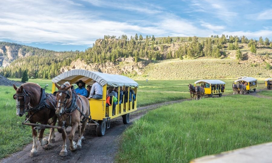 Wagons arriving at the Roosevelt Cookout