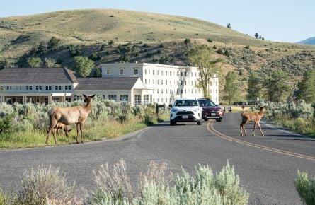 Cars with elk crossing road