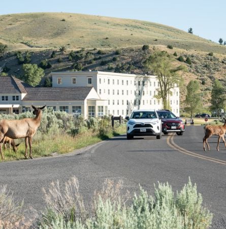Elk Safety in Yellowstone National Park