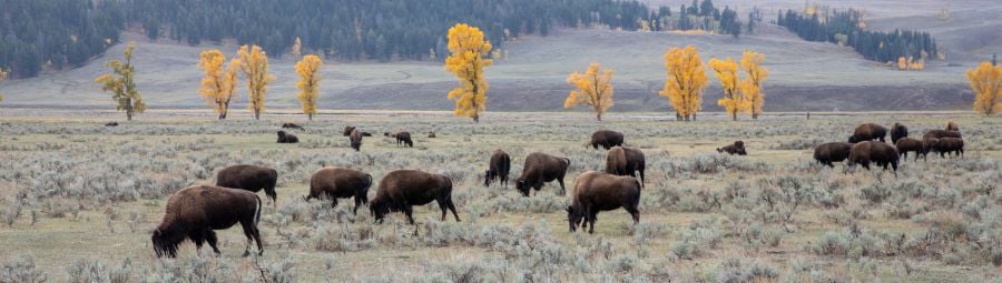 Bison in Lamar Valley with yellow Aspen trees in the background