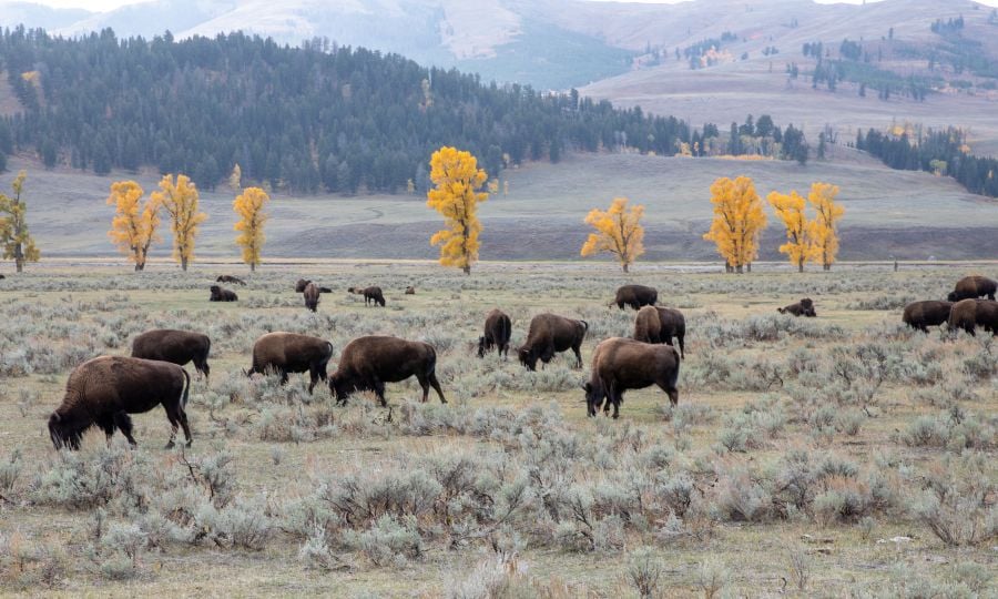 Bison in Lamar Valley with yellow Aspen trees in the background