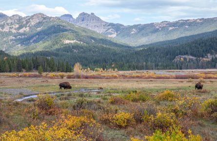Two bison grazing with fall foliage in Round Prarie