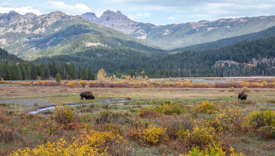 Two bison grazing with fall foliage in Round Prarie