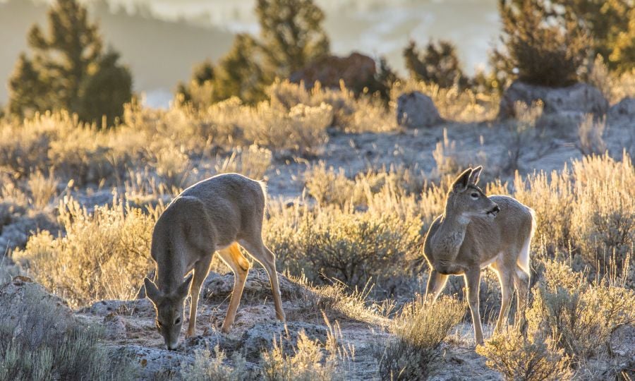 White-tailed deer at Mammoth Hot Springs