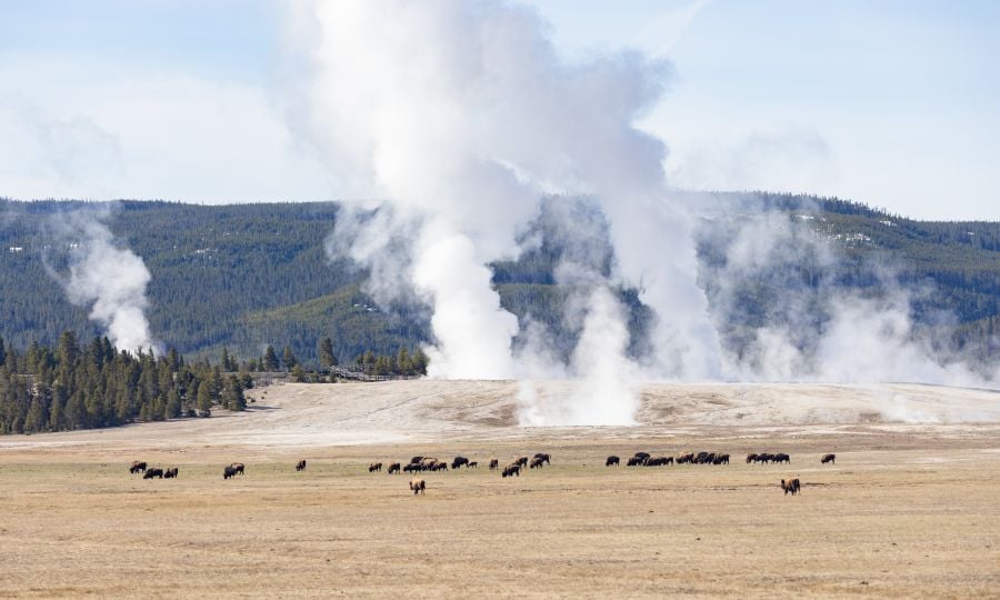 Bison graze in Lower Geyser Basin as Fountain and Clepsydra Geysers erupt