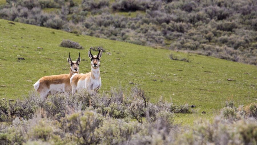 Two pronghorn bucks in Lamar Valley