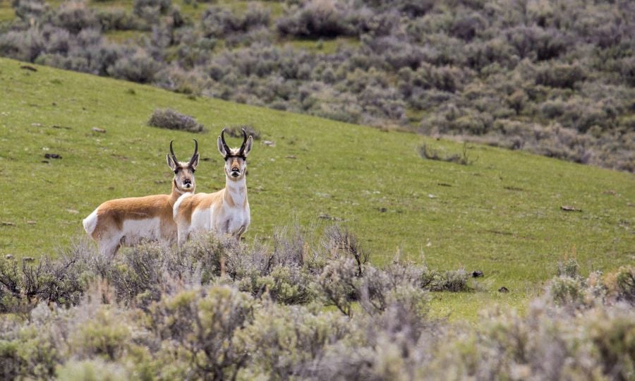 Two pronghorn bucks in Lamar Valley