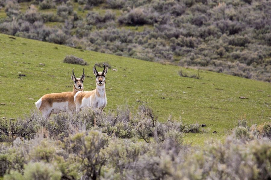 Two pronghorn bucks in Lamar Valley