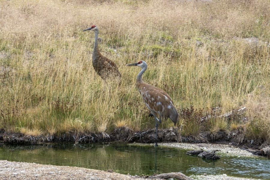 Two Sandhill Cranes on the edge of a thermal stream