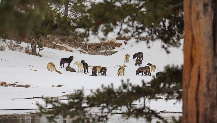 The Wapiti Lake Wolf Pack near Otter Creek