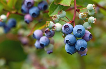 Blue huckleberry bush